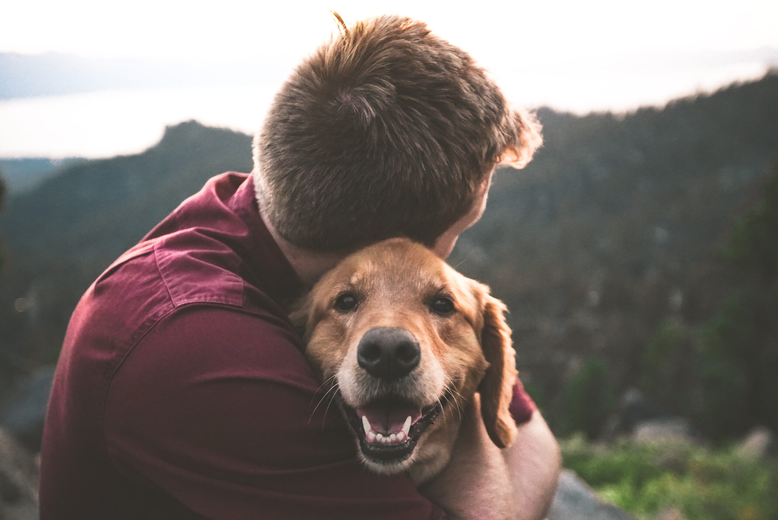 The Pros & Cons of Allowing Pets in Your Rental Properties