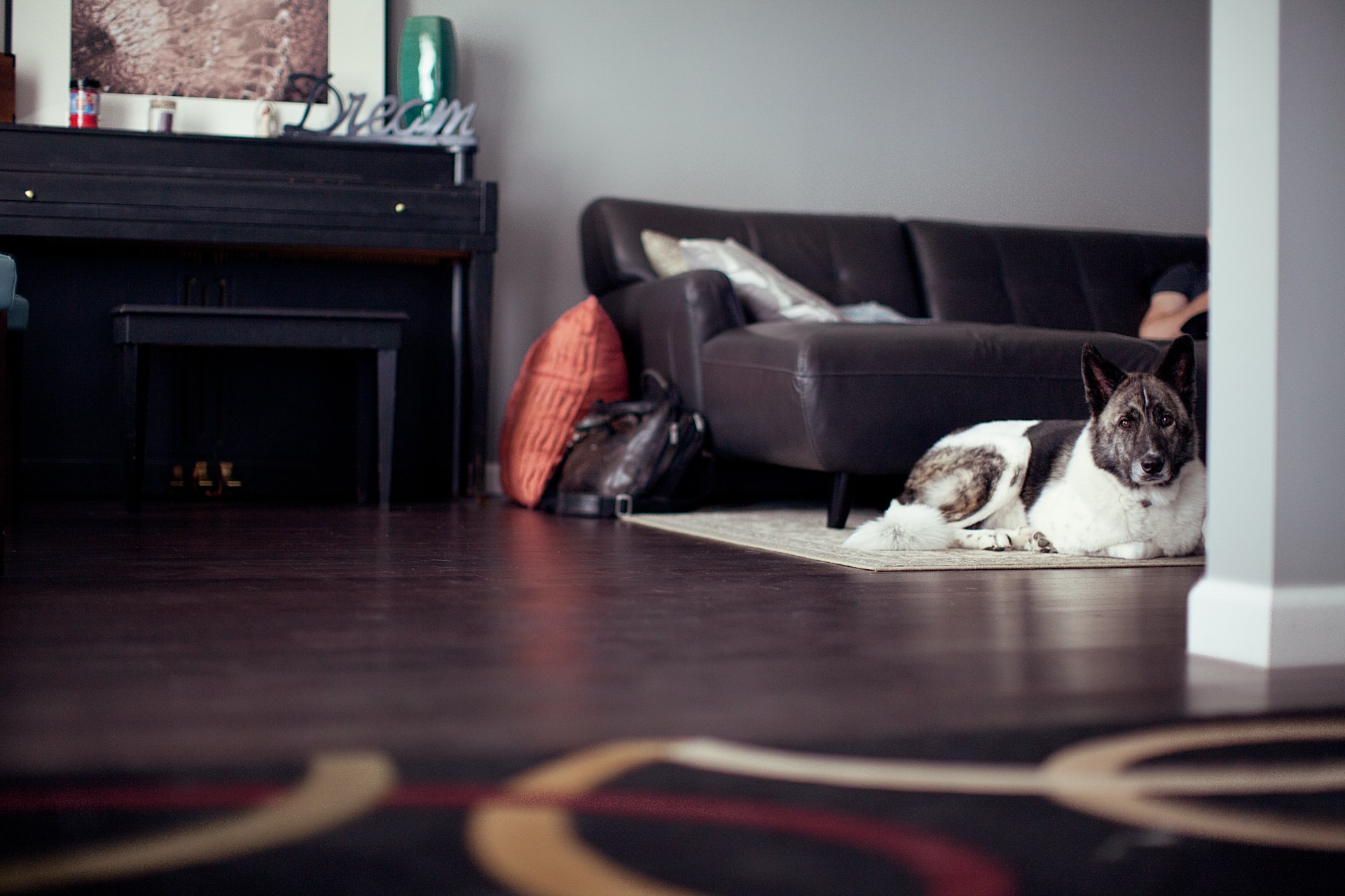 A Guide to Pet Deposits