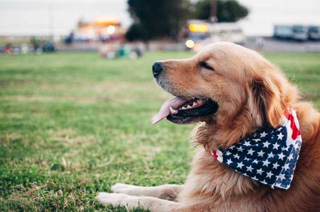 Should You Allow Pets in Your Rental Property?